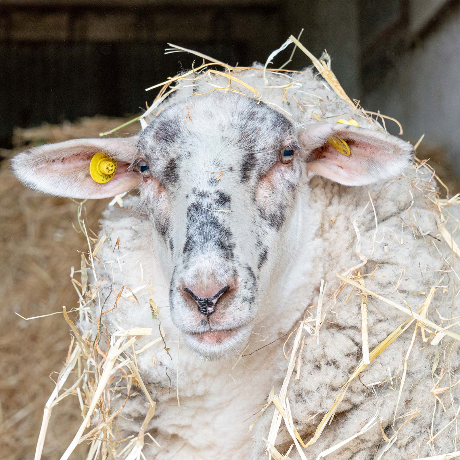 Società Agricola Berti — foto 4
