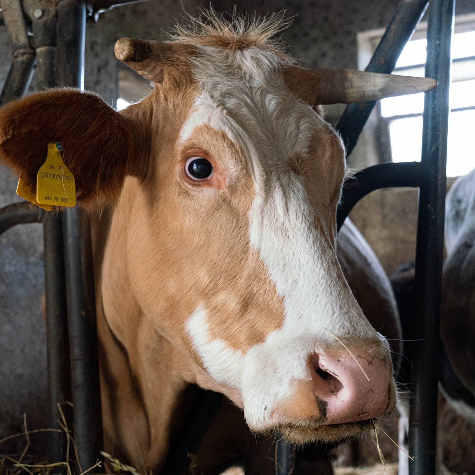 Società Agricola Berti — foto 3