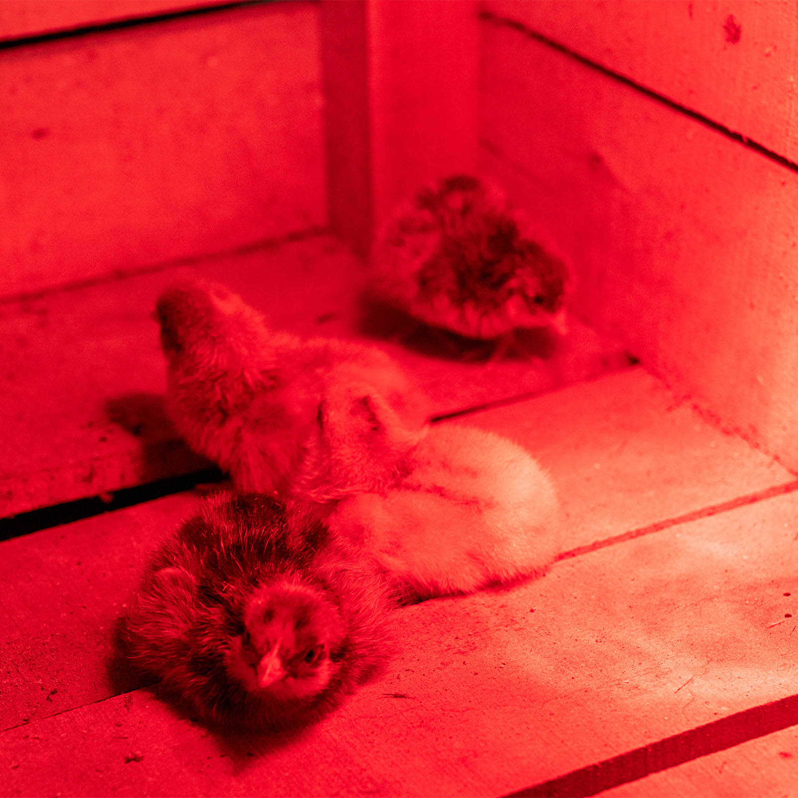 Società Agricola Berti — foto 6