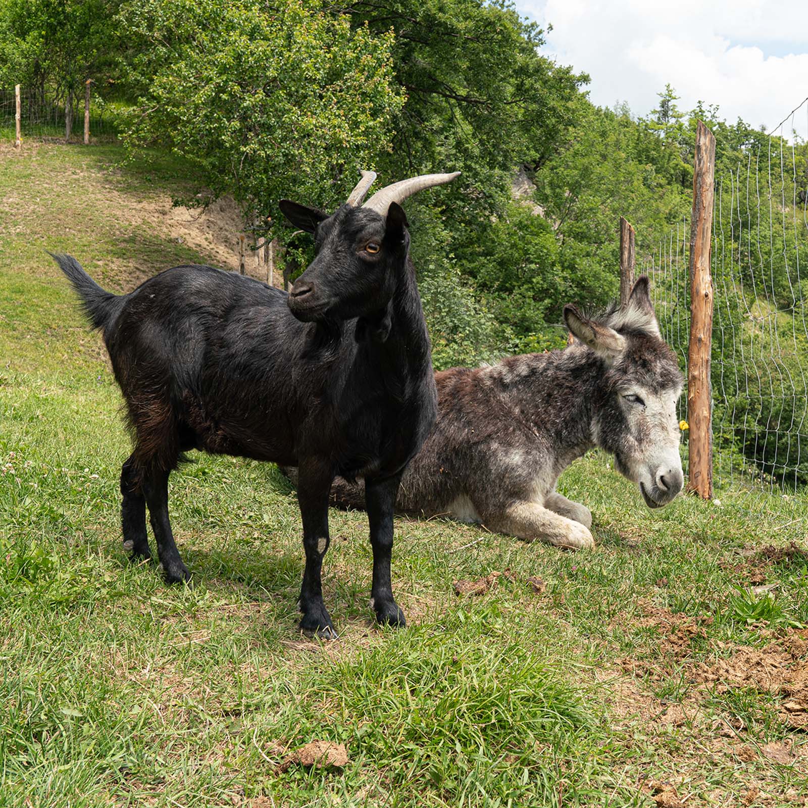 Società Agricola Berti - animali