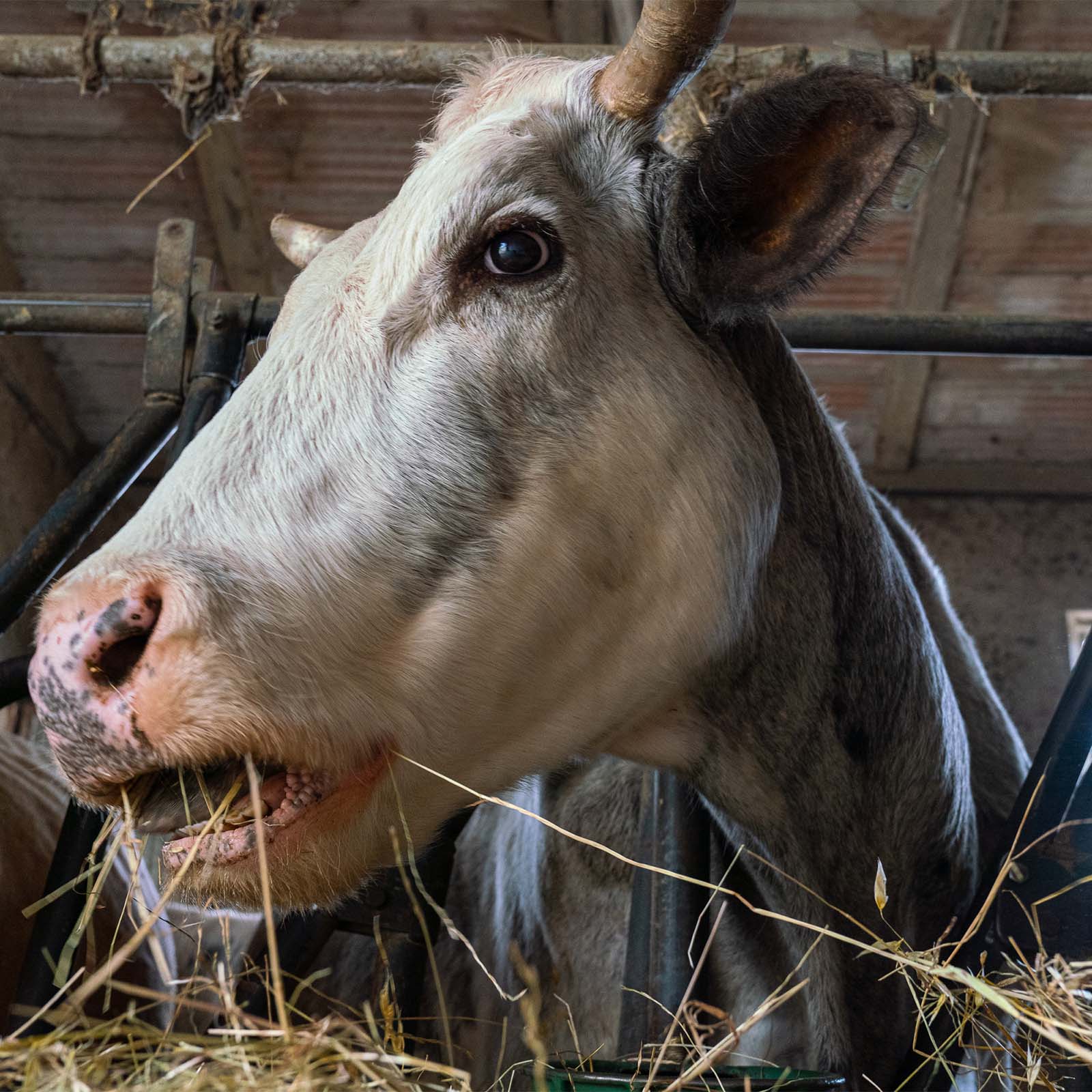 Società Agricola Berti - mucca